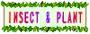 INSECT & PLANT